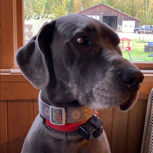 Meet your Posher, Holly - Picture 1 of 1